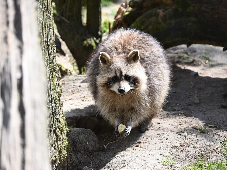 Массовый отстрел енотов объявили на юге России