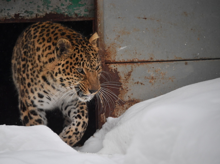 Редчайший в мире леопард прогулялся по посёлку Приморья