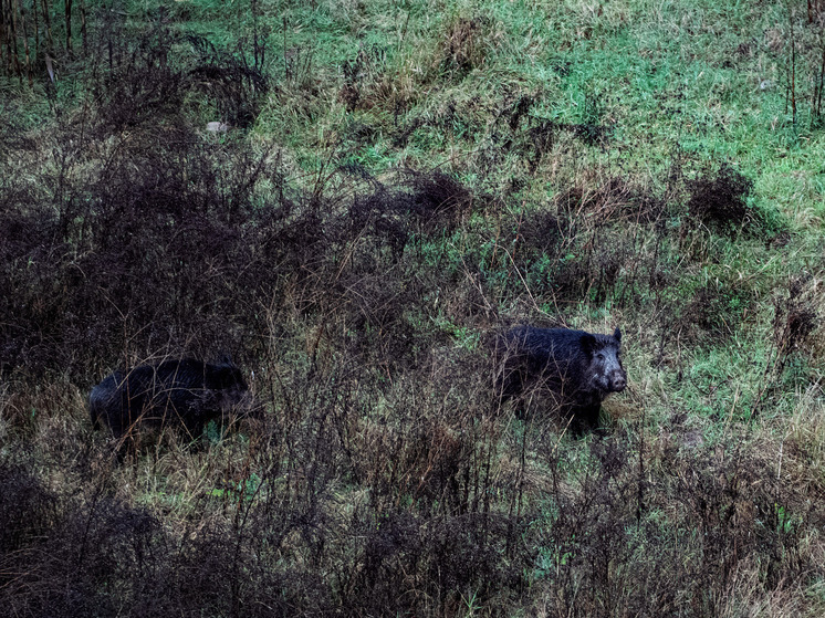 Радиоактивные «суперкабаны» Фукусимы используют генетический код для захвата территорий